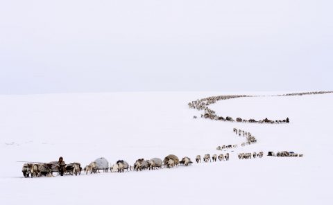 Éleveurs Nénets conduisant leurs rennes vers de nouveaux pâturages, District de Yar-Sale, Péninsule du Yamal, Sibérie occidentale, Russie