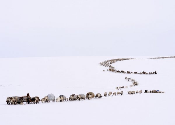 Éleveurs Nénets conduisant leurs rennes vers de nouveaux pâturages, District de Yar-Sale, Péninsule du Yamal, Sibérie occidentale, Russie