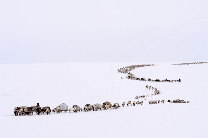 Éleveurs Nénets conduisant leurs rennes vers de nouveaux pâturages, District de Yar-Sale, Péninsule du Yamal, Sibérie occidentale, Russie