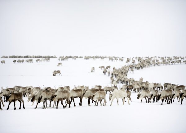 Éleveurs Nénets conduisant leurs rennes vers de nouveaux pâturages, District de Yar-Sale, Péninsule du Yamal, Sibérie occidentale, Russie