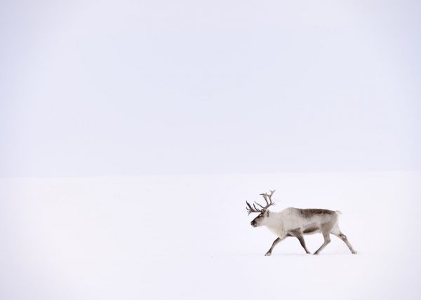 Éleveurs Nénets conduisant leurs rennes vers de nouveaux pâturages, District de Yar-Sale, Péninsule du Yamal, Sibérie occidentale, Russie