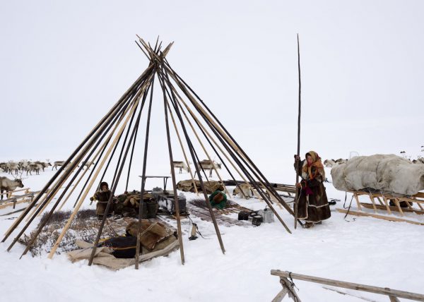 Éleveurs Nénets conduisant leurs rennes vers de nouveaux pâturages, District de Yar-Sale, Péninsule du Yamal, Sibérie occidentale, Russie