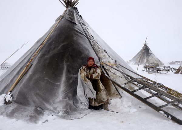 Éleveurs Nénets conduisant leurs rennes vers de nouveaux pâturages, District de Yar-Sale, Péninsule du Yamal, Sibérie occidentale, Russie