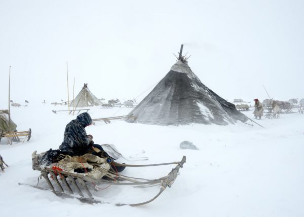 Éleveurs Nénets conduisant leurs rennes vers de nouveaux pâturages, District de Yar-Sale, Péninsule du Yamal, Sibérie occidentale, Russie