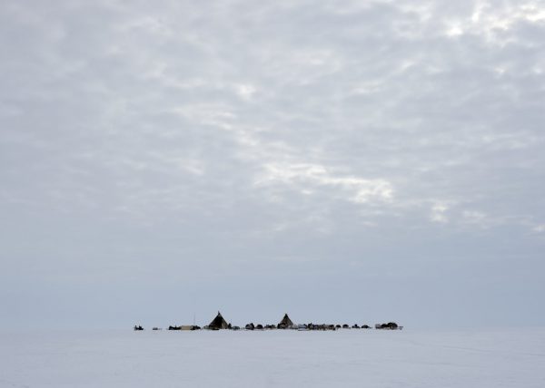 Éleveurs Nénets conduisant leurs rennes vers de nouveaux pâturages, District de Yar-Sale, Péninsule du Yamal, Sibérie occidentale, Russie