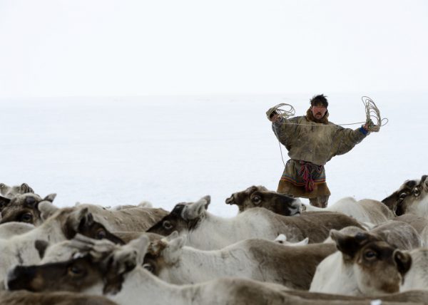 Éleveurs Nénets conduisant leurs rennes vers de nouveaux pâturages, District de Yar-Sale, Péninsule du Yamal, Sibérie occidentale, Russie