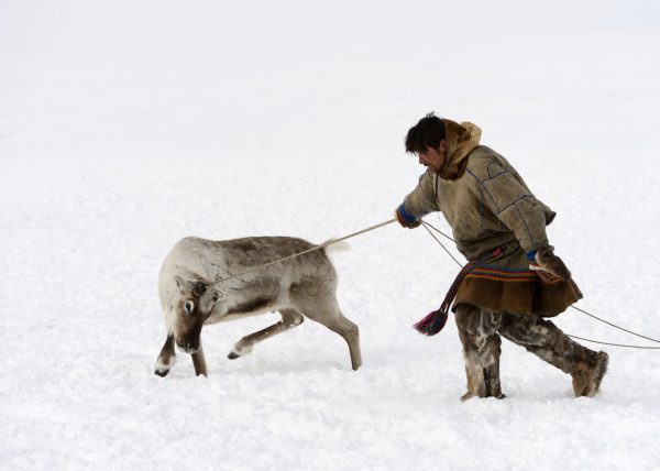 Éleveurs Nénets conduisant leurs rennes vers de nouveaux pâturages, District de Yar-Sale, Péninsule du Yamal, Sibérie occidentale, Russie