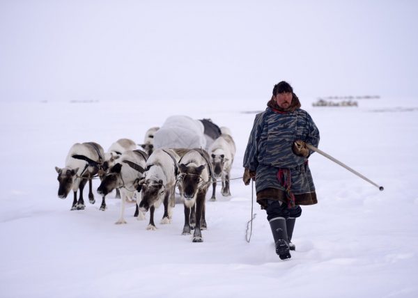 Éleveurs Nénets conduisant leurs rennes vers de nouveaux pâturages, District de Yar-Sale, Péninsule du Yamal, Sibérie occidentale, Russie