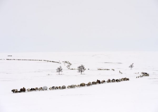 Éleveurs Nénets conduisant leurs rennes vers de nouveaux pâturages, District de Yar-Sale, Péninsule du Yamal, Sibérie occidentale, Russie