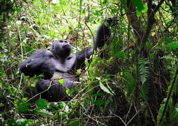 Famille de gorilles de montagne, Parc des volcans, Rwanda, Afrique