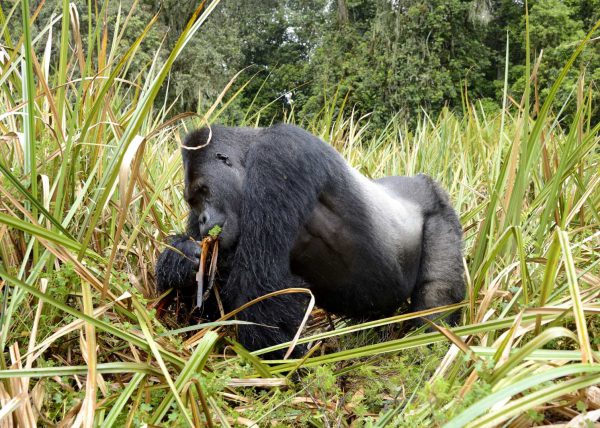 Famille de gorilles de montagne, Parc des volcans, Rwanda, Afrique