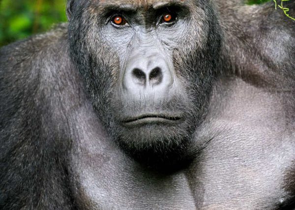 Famille de gorilles de montagne, Parc des volcans, Rwanda, Afrique