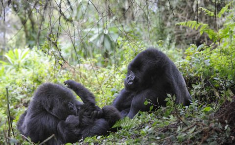 Famille de gorilles de montagne, Parc des volcans, Rwanda, Afrique