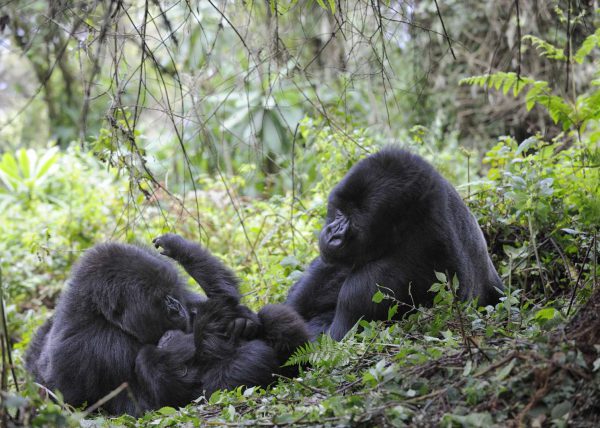 Famille de gorilles de montagne, Parc des volcans, Rwanda, Afrique