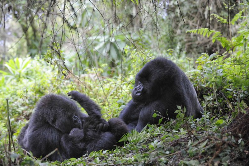 Famille de gorilles de montagne, Parc des volcans, Rwanda, Afrique