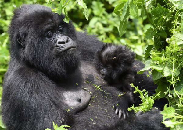 Famille de gorilles de montagne, Parc des volcans, Rwanda, Afrique