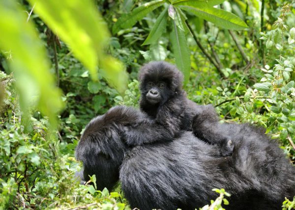 Famille de gorilles de montagne, Parc des volcans, Rwanda, Afrique