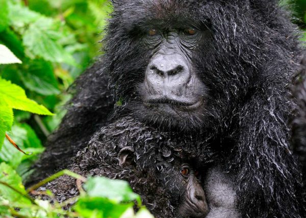 Famille de gorilles de montagne, Parc des volcans, Rwanda, Afrique