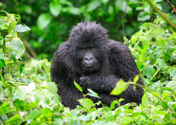 Famille de gorilles de montagne, Parc des volcans, Rwanda, Afrique