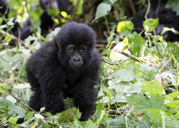 Famille de gorilles de montagne, Parc des volcans, Rwanda, Afrique