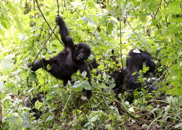 Famille de gorilles de montagne, Parc des volcans, Rwanda, Afrique