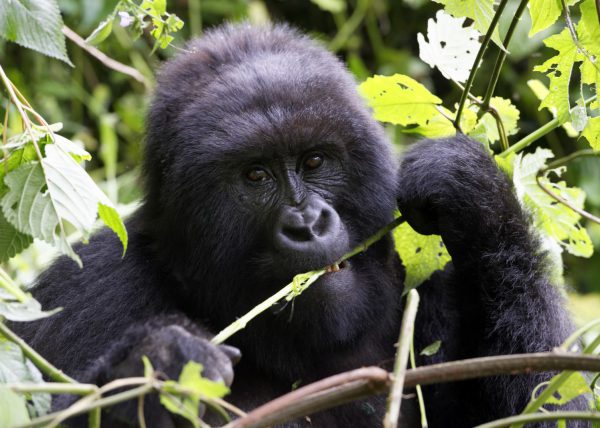 Famille de gorilles de montagne, Parc des volcans, Rwanda, Afrique