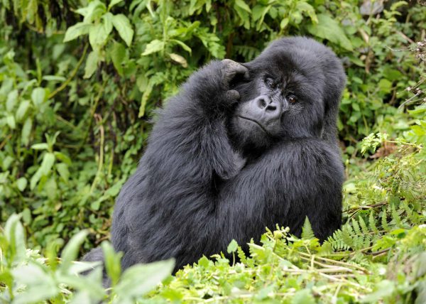 Famille de gorilles de montagne, Parc des volcans, Rwanda, Afrique