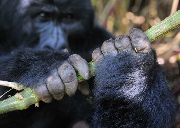 Famille de gorilles de montagne, Parc des volcans, Rwanda, Afrique