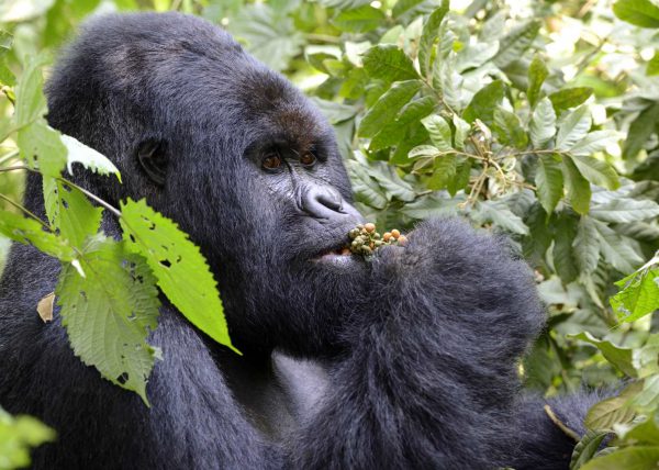 Famille de gorilles de montagne, Parc des volcans, Rwanda, Afrique