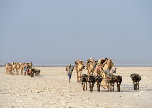 Des hommes Afars conduisent leur caravane de chameaux vers le lac Karum (lac de sel en langue Afar), Dépression du Danakil, Éthiopie