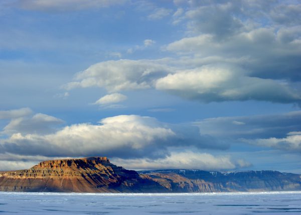 Narvals, île de Baffin, Nunavut, Canada