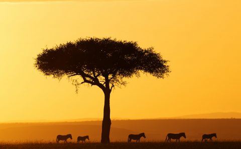 Zèbres {Equus quagga} au lever du soleil, réserve nationale du Masai Mara, Kenya, Afrique