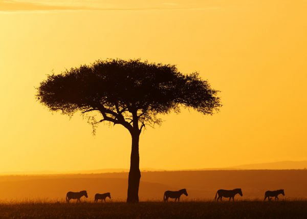 Zèbres {Equus quagga} au lever du soleil, réserve nationale du Masai Mara, Kenya, Afrique