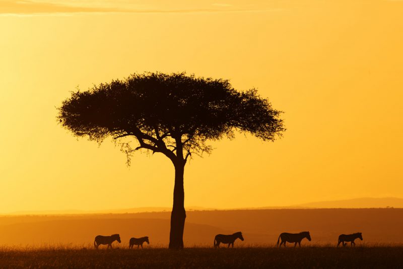 Zèbres {Equus quagga} au lever du soleil, réserve nationale du Masai Mara, Kenya, Afrique