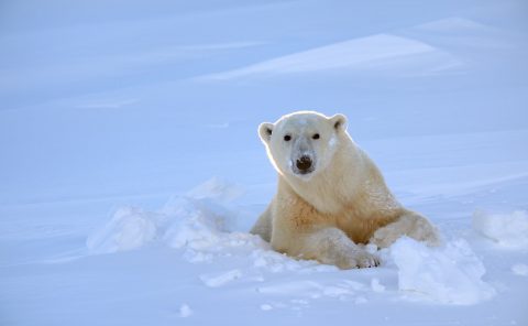 Femelle ours polaire sortant de sa tanière, parc national Wapusk, Manitoba, Canada