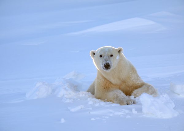 Femelle ours polaire sortant de sa tanière, parc national Wapusk, Manitoba, Canada