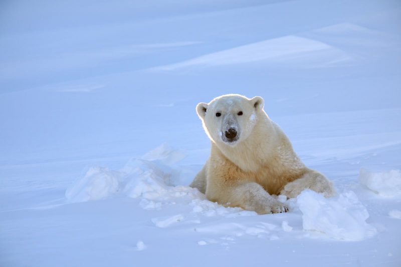 Femelle ours polaire sortant de sa tanière, parc national Wapusk, Manitoba, Canada