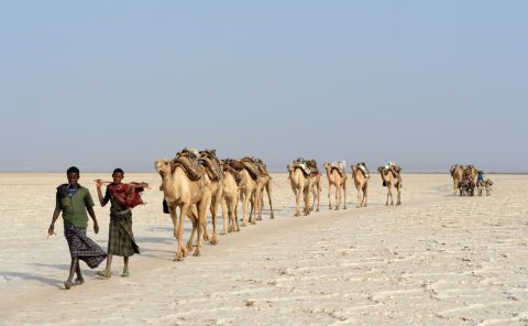 Des hommes Afars conduisent leur caravane de chameaux vers le lac Karum (lac de sel en langue Afar), Dépression du Danakil, Éthiopie