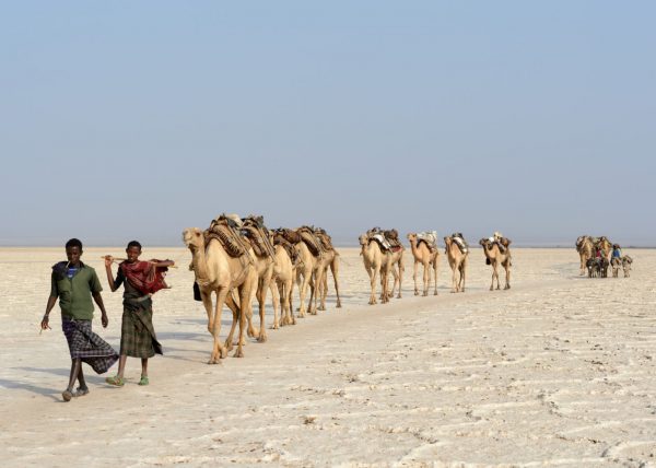 Des hommes Afars conduisent leur caravane de chameaux vers le lac Karum (lac de sel en langue Afar), Dépression du Danakil, Éthiopie