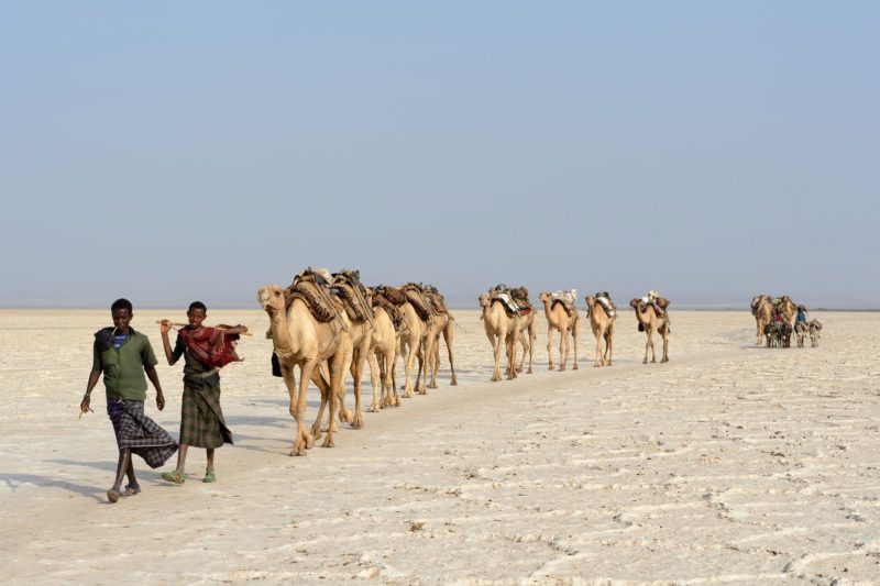 Des hommes Afars conduisent leur caravane de chameaux vers le lac Karum (lac de sel en langue Afar), Dépression du Danakil, Éthiopie