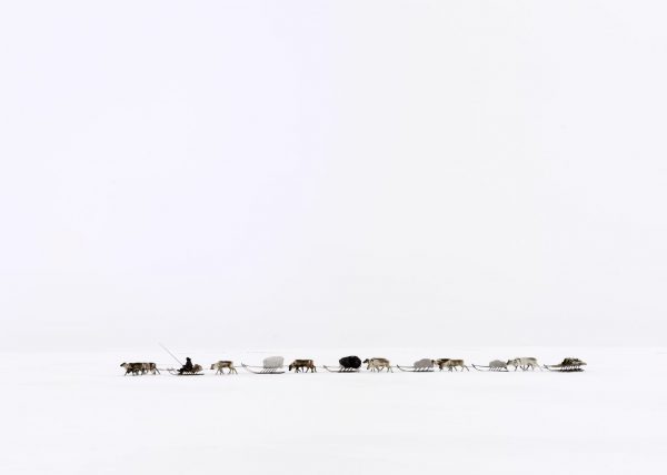 Éleveurs Nénets conduisant leurs rennes vers de nouveaux pâturages, District de Yar-Sale, Péninsule du Yamal, Sibérie occidentale, Russie