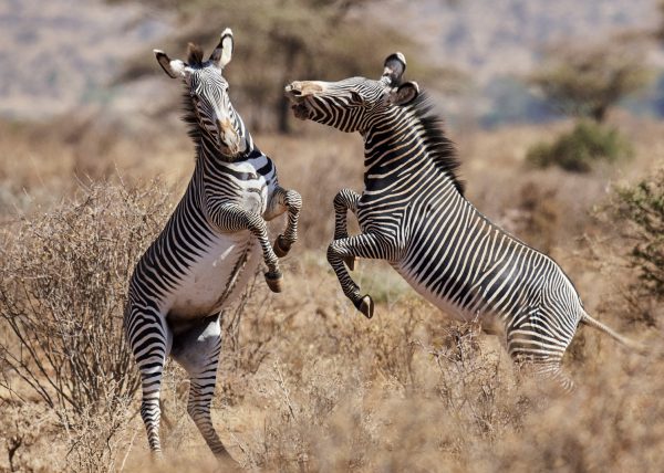 Zèbres {Equus quagga} au lever du soleil, réserve nationale du Masai Mara, Kenya, Afrique