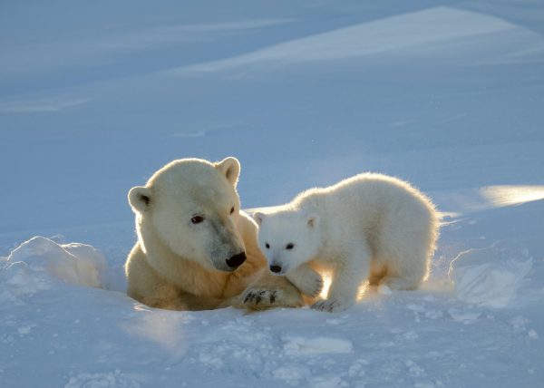 Femelle ours polaire sortant de sa tanière, parc national Wapusk, Manitoba, Canada