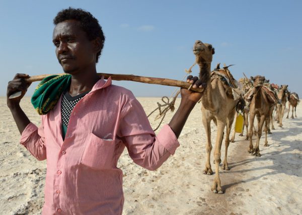 Des hommes Afars conduisent leur caravane de chameaux vers le lac Karum (lac de sel en langue Afar), Dépression du Danakil, Éthiopie