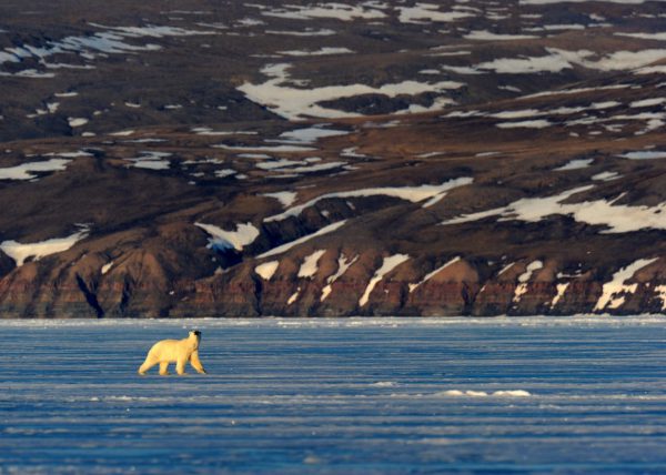 Narvals, île de Baffin, Nunavut, Canada