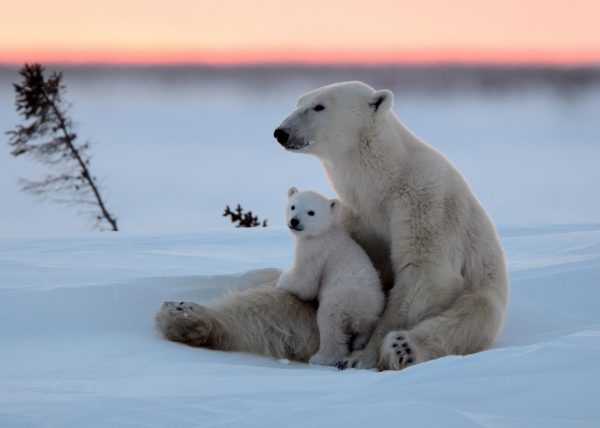 Femelle ours polaire sortant de sa tanière, parc national Wapusk, Manitoba, Canada