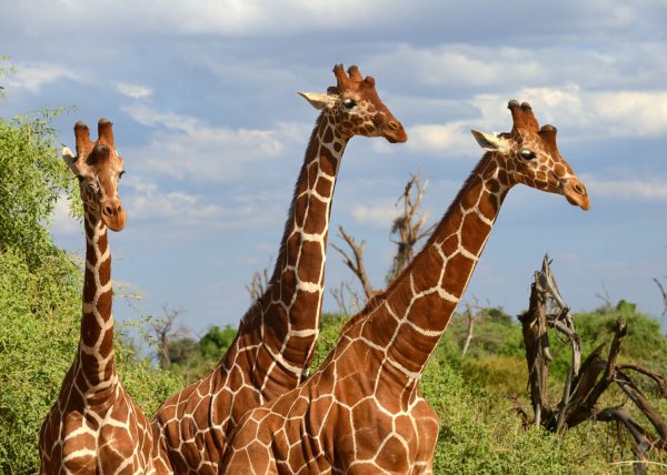 Zèbres {Equus quagga} au lever du soleil, réserve nationale du Masai Mara, Kenya, Afrique