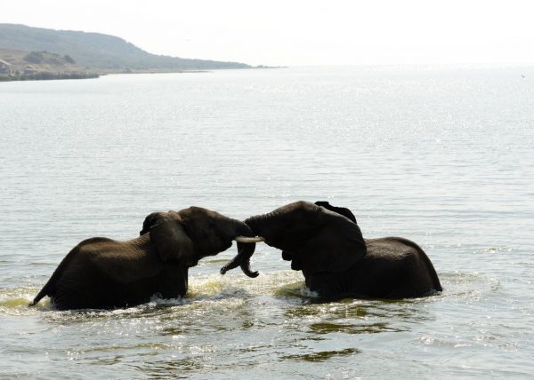 Bec en sabot pêchant un poisson (Balaeniceps rex) marais de Mabamba, lac Victoria, Ouganda, Afrique