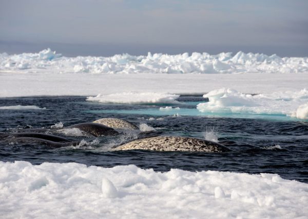 Narvals, île de Baffin, Nunavut, Canada