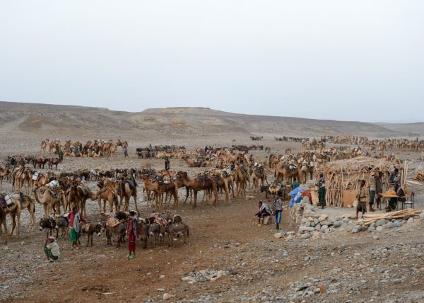 Des hommes Afars conduisent leur caravane de chameaux vers le lac Karum (lac de sel en langue Afar), Dépression du Danakil, Éthiopie